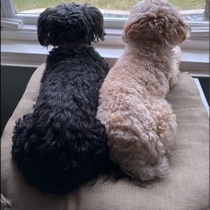 Meet your Posher, Susan